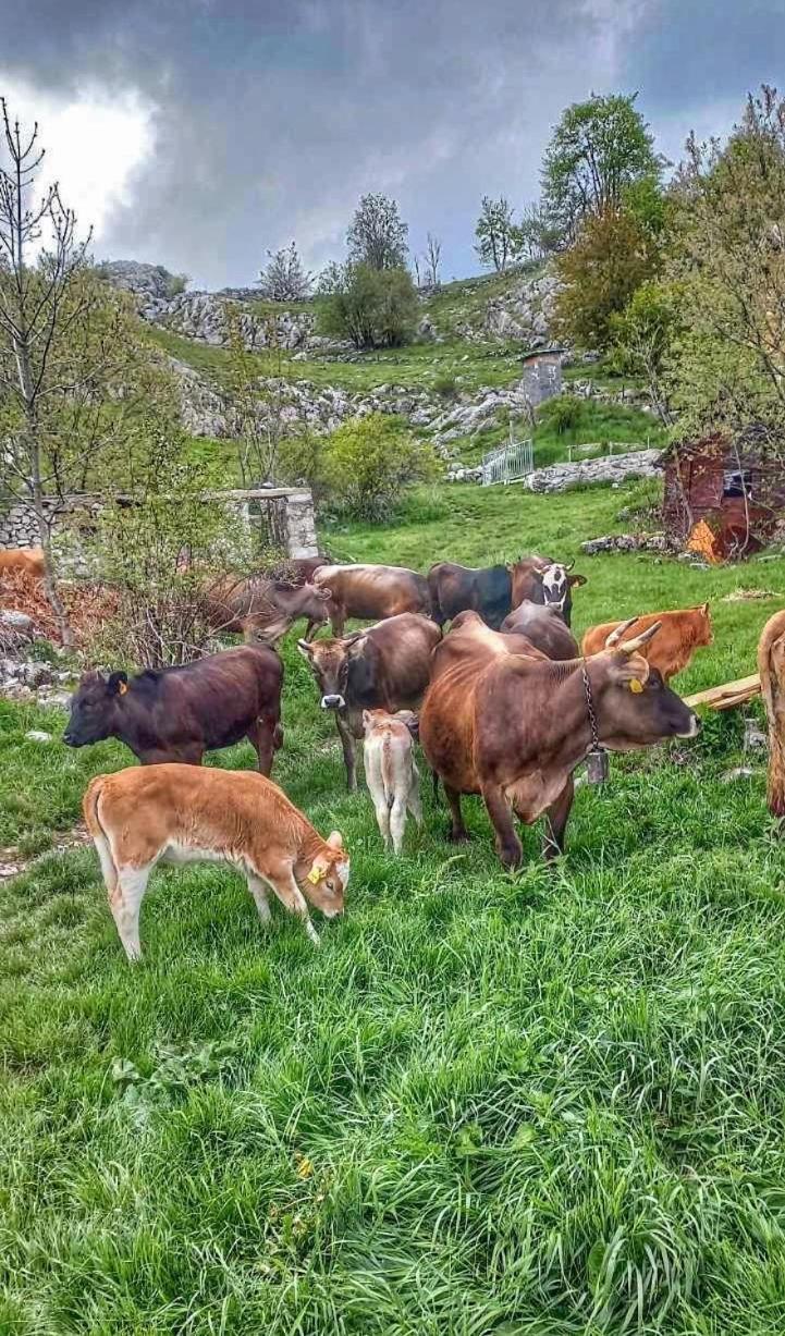 Konak Umoljani エクステリア 写真